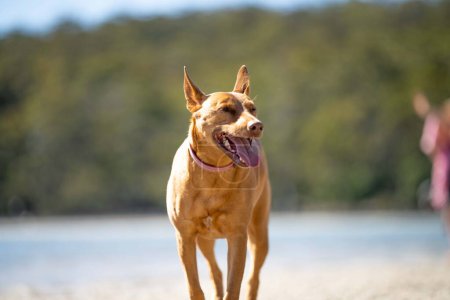 Téléchargez les photos : Beautiful kelpie dog on a sandy beach in australia in summer - en image libre de droit