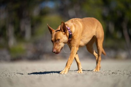 Téléchargez les photos : Rescue dog on a sandy beach in australia in tasmania - en image libre de droit