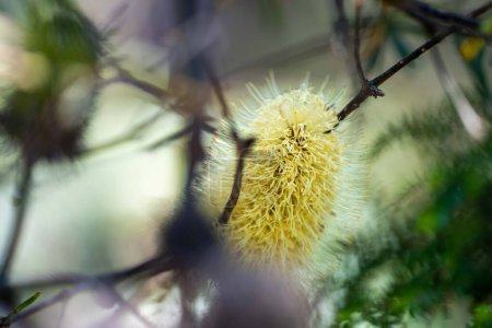 Foto de Tea tree flower and seeds in tasmania australia in summer - Imagen libre de derechos