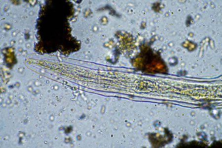 Téléchargez les photos : Microorganismes du sol, y compris les nématodes, les microarthropodes, les microarthropodes, les tardives et les rotifères un échantillon de sol, des champignons du sol et des bactéries sur une ferme régénérative en compost sous le microscope en Australie - en image libre de droit