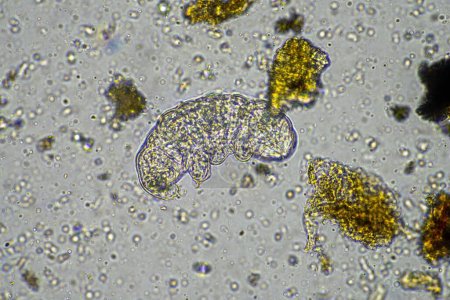 microorganismos del suelo, incluidos nematodos, microartrópodos, microartrópodos, tardígrados y rotíferos: una muestra de suelo, hongos y bacterias del suelo en una granja regenerativa de compost bajo el microscopio en Australia