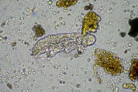 microorganismes du sol, y compris les nématodes, les microarthropodes, les microarthropodes, les tardives et les rotifères un échantillon de sol, des champignons du sol et des bactéries sur une ferme régénérative en compost sous le microscope en Australie