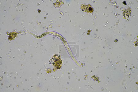Photo for Soil fungi, microorganisms and nematodes in a soil and compost sample in germany - Royalty Free Image
