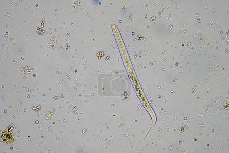 Téléchargez les photos : Microorganismes et biologie dans les échantillons de compost et de sol au microscope en Australie - en image libre de droit