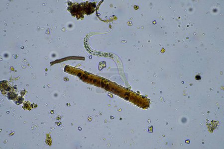 Téléchargez les photos : Microorganismes et biologie dans les échantillons de compost et de sol au microscope en Australie - en image libre de droit