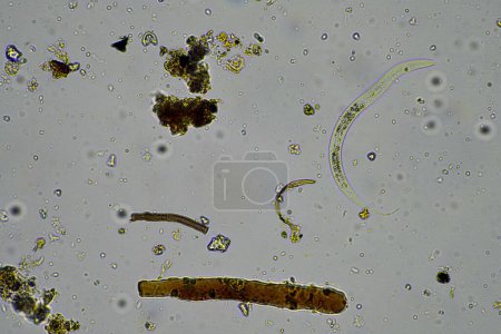 Téléchargez les photos : Micro-organismes et biologie du sol, avec nématodes et champignons au microscope. dans un échantillon de sol et de compost en Australie - en image libre de droit