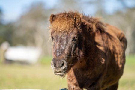Téléchargez les photos : Poney brun et cheval miniature dans un champ en Australie au printemps - en image libre de droit