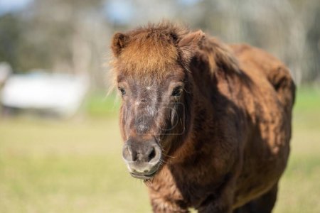 Téléchargez les photos : Poney brun et cheval miniature dans un champ en Australie au printemps - en image libre de droit