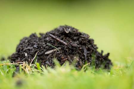 Téléchargez les photos : Tas de compost, compost thermophile organique tournant en Tasmanie Australie au sprin - en image libre de droit