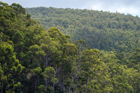 Téléchargez les photos : Forêt de gommiers poussant dans la brousse australienne en tasmanie - en image libre de droit