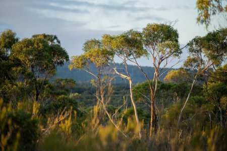 Téléchargez les photos : Beaux gommiers Arbres et arbustes dans la forêt de brousse australienne. Gumtrees et plantes indigènes poussant en Australie au printemps - en image libre de droit