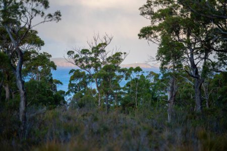 Téléchargez les photos : Beaux gommiers Arbres et arbustes dans la forêt de brousse australienne. Gumtrees et plantes indigènes poussant en Australie au printemps - en image libre de droit
