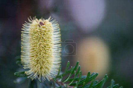 Téléchargez les photos : Jaune Banksia fleur en tasmanie australie en été dans le jardin - en image libre de droit