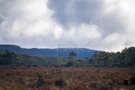 Photo for Australian forest in the highlands with native plants in spring - Royalty Free Image