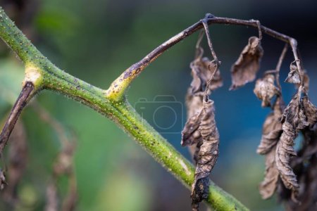 Photo for Wilting tomato leaves on a vegetable garden in australia in spring - Royalty Free Image