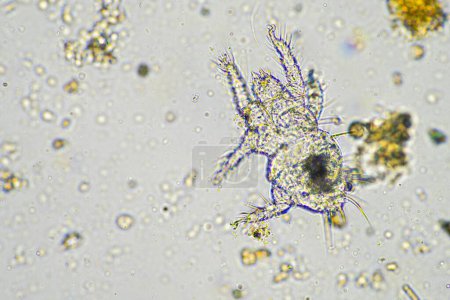 Téléchargez les photos : Organismes microbiens du sol dans un échantillon de sol et de compost, champignons et champignons et au microscope dans l'agriculture régénérative. en Australie - en image libre de droit