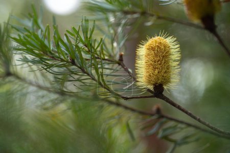 Photo for Yellow banksia flower in the australian bush in spring - Royalty Free Image