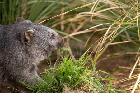 Photo pour Beau wombat dans la brousse australienne, dans un parc tasmanien. Faune australienne dans un parc national en Australie manger de l'herbe - image libre de droit