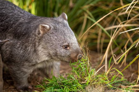 Photo for Beautiful wombat in the Australian bush, in a tasmanian park. Australian wildlife in a national park in Australia eating grass - Royalty Free Image
