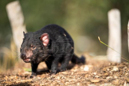 Téléchargez les photos : Beau diable tasmanien dans la brousse de Tasmanie. La faune australienne dans un parc national en Australie au printemps - en image libre de droit
