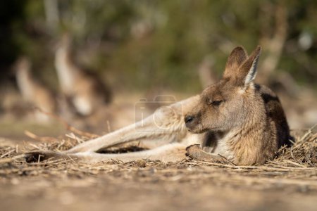 Foto de Primer plano de un hermoso canguro en el arbusto australiano nsw. Vida silvestre nativa australiana en un parque nacional en Australia. - Imagen libre de derechos