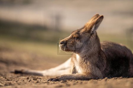 Photo for Close up of a Beautiful kangaroo in the nsw Australian bush. Australian native wildlife in a national park in Australia. - Royalty Free Image