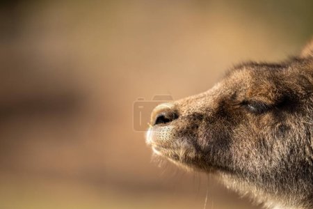 Photo for Close up of a Beautiful kangaroo in the nsw Australian bush. Australian native wildlife in a national park in Australia. - Royalty Free Image