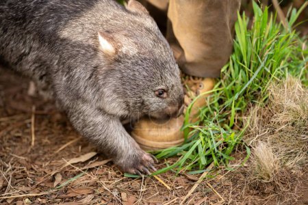 Photo for Beautiful wombat in the Australian bush, in a tasmanian park. Australian wildlife in a national park in Australia eating grass - Royalty Free Image