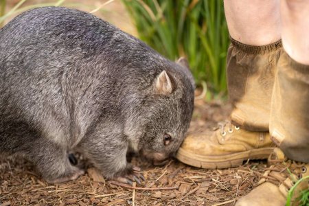 Téléchargez les photos : Beau wombat dans la brousse australienne, dans un parc tasmanien. Faune australienne dans un parc national en Australie manger de l'herbe - en image libre de droit