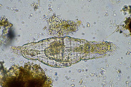 Photo for Rotifer in a soil sample from a lake - Royalty Free Image