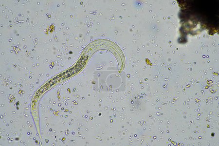 Foto de Nematodo de suelo de alimentación bacteriana en una muestra de suelo bajo el microscopio en una explotación de Australia - Imagen libre de derechos