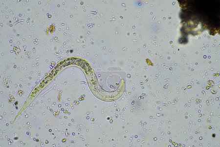 Téléchargez les photos : Nématode bactérien du sol dans un échantillon de sol au microscope d'une ferme australienne - en image libre de droit