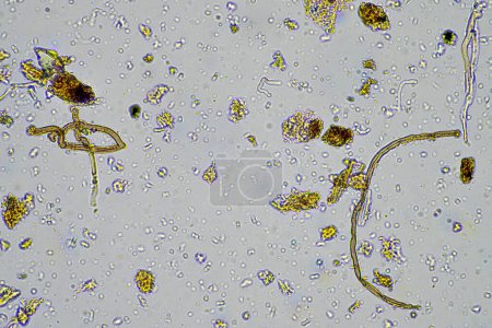 Foto de Vida viva del suelo en una muestra de suelo bajo el microscopio de una granja - Imagen libre de derechos