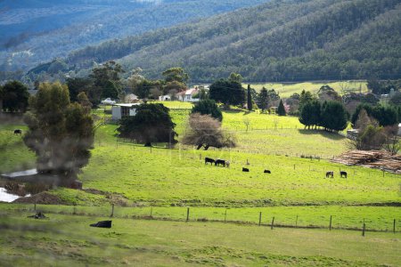 Photo for Horse farm in the hills in australia - Royalty Free Image