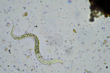 Bakterien fressende Bodennematoden in einer Bodenprobe unter dem Mikroskop auf einem Bauernhof in Australien 