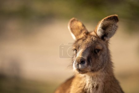 Foto de Primer plano de un hermoso canguro en el arbusto australiano nsw. Vida silvestre nativa australiana en un parque nacional en Australia en verano. - Imagen libre de derechos