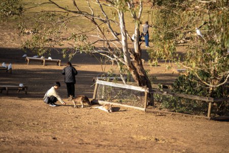 Foto de Turiest primer plano de la mano alimentación canguro en un parque nacional en Australia en verano - Imagen libre de derechos