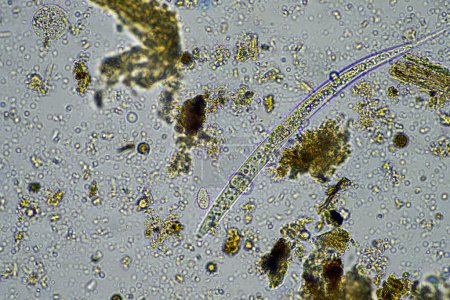 Foto de Agrónomo con una muestra de suelo con vida de suelo e insectos. microorganismos que almacenan carbono con hongos y bacterias de una granja - Imagen libre de derechos