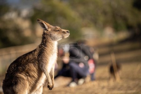 Photo for Close up of a Beautiful kangaroo in the nsw Australian bush. Australian native wildlife in a national park in Australia in summer. - Royalty Free Image