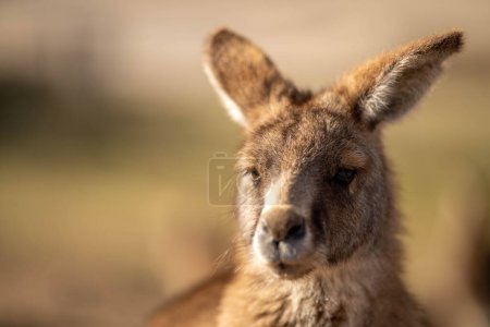 Foto de Primer plano de un hermoso canguro en el arbusto australiano nsw. Vida silvestre nativa australiana en un parque nacional en Australia en verano. - Imagen libre de derechos