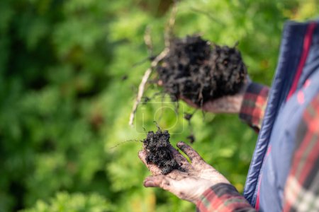 Foto de Las agricultoras tienen el suelo en sus manos monitoreando la salud del suelo en una granja en Australia - Imagen libre de derechos