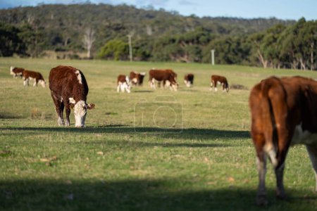 Téléchargez les photos : Hereford vaches en Australie dans un pâturage de paddock sur l'herbe au printemps - en image libre de droit