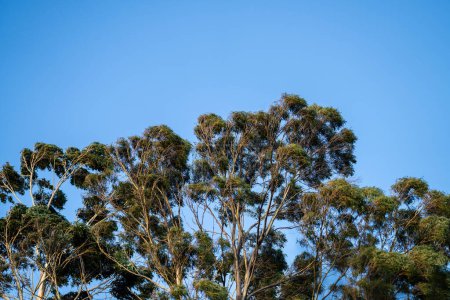 Téléchargez les photos : Gommier indigène poussant dans une forêt dans un parc national en Australie dans la brousse au printemps - en image libre de droit