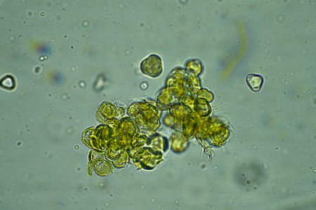  miel australiana bajo el microscopio a 400x