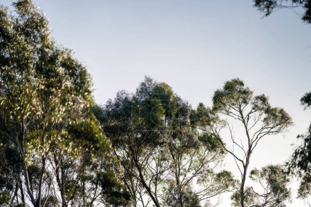 Téléchargez les photos : Gommier indigène poussant dans une forêt dans un parc national en Australie dans la brousse au printemps - en image libre de droit