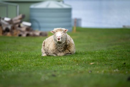 Téléchargez les photos : Des moutons dans un champ. Mérinos moutons, pâturage et manger de l'herbe en Nouvelle-Zélande - en image libre de droit