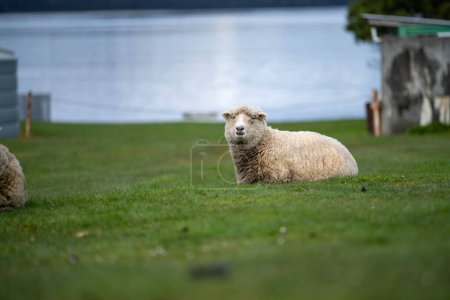 Téléchargez les photos : Troupeau de moutons sous les gommiers en été sur une ferme agricole régénérative en Nouvelle-Zélande. Haras moutons mérinos en Australie - en image libre de droit
