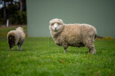 Téléchargez les photos : Des moutons dans un champ. moutons mérinos, pâturage et manger de l'herbe en Nouvelle-Zélande et en Australie au printemps - en image libre de droit