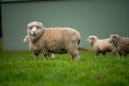 Téléchargez les photos : Troupeau de moutons sous les gommiers en été sur une ferme agricole régénérative en Nouvelle-Zélande. Haras moutons mérinos en Australie - en image libre de droit