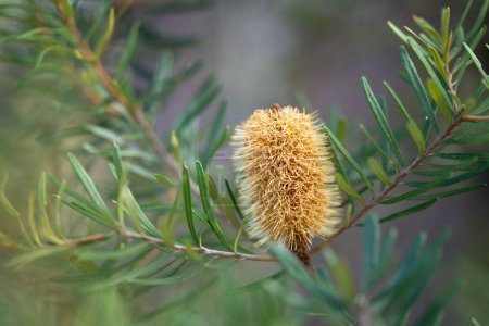 Photo for Bright native yellow banksia flower in spring in a national park in australia - Royalty Free Image